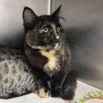 Rescue Domestic Medium Hair Cats for Adoption in Beaumont, Texas - Fuzzy | PetCurious