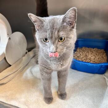 Domestic Short Hair Cats Available for Adoption in Bristol, Indiana - Sokka | PetCurious