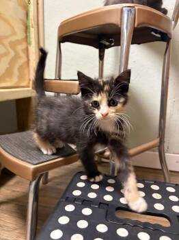 Lemonleaf -  Domestic Medium Hair Cat for Adoption in Topeka, Kansas - Lemonleaf | PetCurious