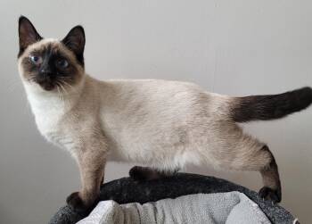 Rescue Siamese Cats for Adoption in Shelbyville, Tennessee - Frodo | PetCurious