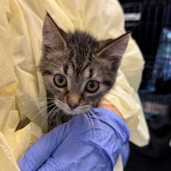 Yasmin -  Domestic Short Hair Cat for Adoption in Salt Lake City, Utah - Yasmin | PetCurious
