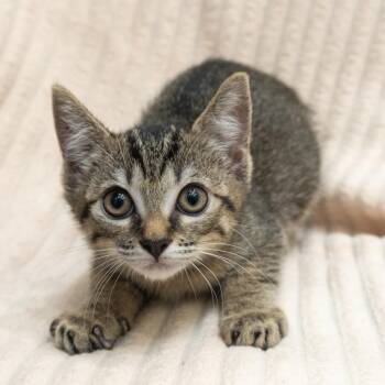 Junebug -  Domestic Short Hair Cat for Adoption in Encinitas, California - Junebug | PetCurious