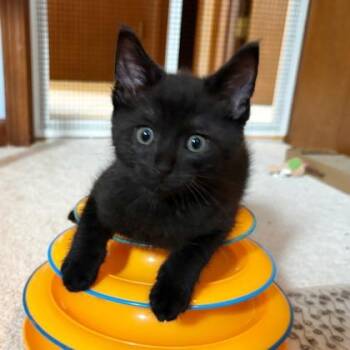Fudge -  Domestic Short Hair Cat for Adoption in Wheaton, Illinois - Fudge | PetCurious