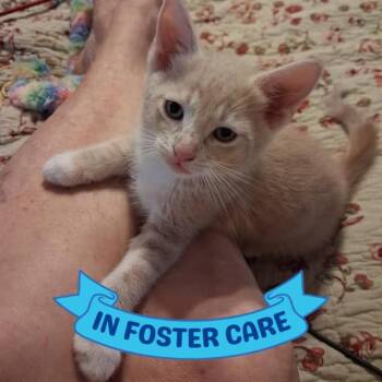 PETEY PAN -  Domestic Short Hair Cat for Adoption in Tallahassee, Florida - PETEY PAN | PetCurious