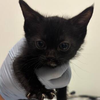 Dublin -  Domestic Short Hair Cat for Adoption in Nashville, Tennessee - Dublin | PetCurious