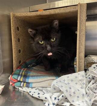 Domestic Short Hair Cats Available for Adoption in Louisville, Kentucky - CATNIP 3000 | PetCurious