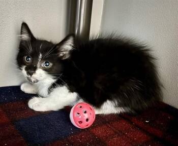 COLBY -  Domestic Short Hair Cat for Adoption in Kalamazoo, Michigan - COLBY | PetCurious