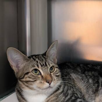 Cleo -  Domestic Short Hair Cat for Adoption in St. Augustine, Florida - Cleo | PetCurious