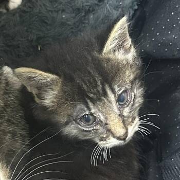 Domestic Short Hair Cats Available for Adoption in Philadelphia, Pennsylvania - South | PetCurious