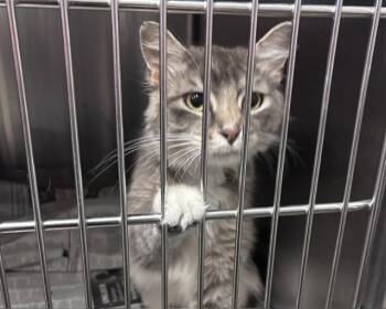 GREY BOY -  Domestic Long Hair Cat for Adoption in Olathe, Kansas - GREY BOY | PetCurious