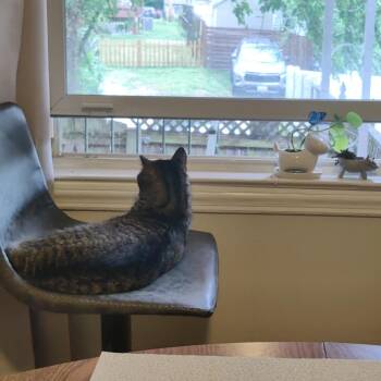 Domestic Short Hair Cats Available for Adoption in Baltimore, Maryland - Mastermind | PetCurious