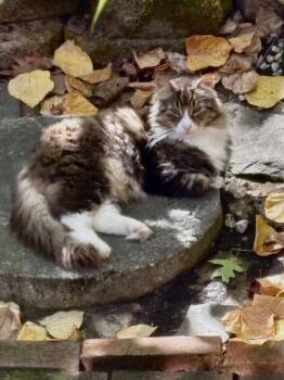 Rescue Domestic Long Hair Cats for Adoption in Binghamton, New York - River | PetCurious