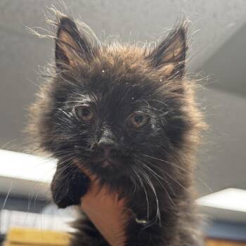 Domestic Long Hair Cats Available for Adoption in Saint Joseph, Missouri - Barbra Streisand | PetCurious