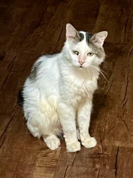Jack Sparrow -  Domestic Short Hair Cat for Adoption in Boston, Massachusetts - Jack Sparrow | PetCurious