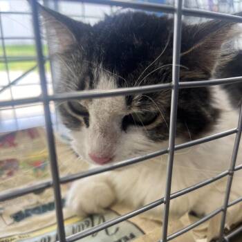 Domestic Medium Hair Cats Available for Adoption - Holly 13 | PetCurious