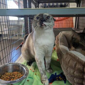 Sweet Pea -  Siamese Cat for Adoption in Redwood Valley, California - Sweet Pea | PetCurious