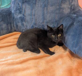 Luna -  Domestic Short Hair Cat for Adoption in Burnaby, British Columbia - Luna | PetCurious