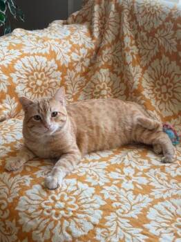 Domestic Short Hair Cats Available for Adoption in Burnaby, British Columbia - Garfunkel | PetCurious