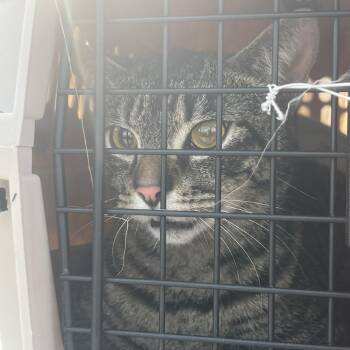 Domestic Short Hair Cats Available for Adoption in New York, New York - Loey | PetCurious