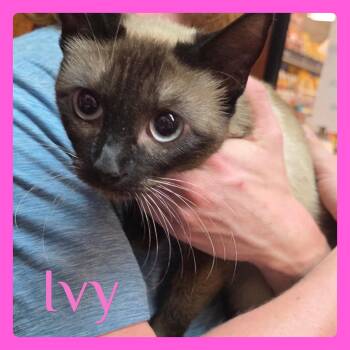 IVY -  Siamese Cat Available for Adoption in Lawton, Oklahoma - IVY | PetCurious