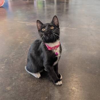 Mallory -  Domestic Short Hair Cat for Adoption in Tylertown, Mississippi - Mallory | PetCurious