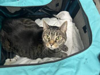 MAX -  Domestic Short Hair Cat for Adoption in San Francisco, California - MAX | PetCurious