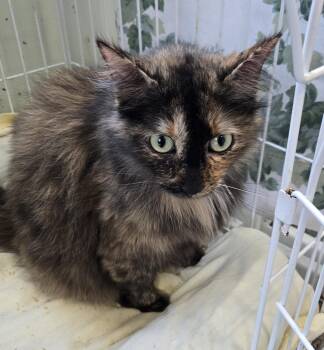 Wookie -  Domestic Long Hair Cat for Adoption in Mokena, Illinois - Wookie | PetCurious