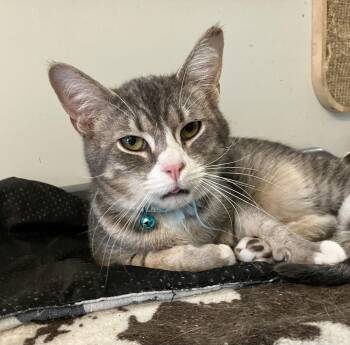 Tabby and Domestic Short Hair Cats Available for Adoption - Ramshackle | PetCurious