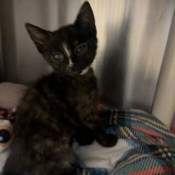 Monkey -  Domestic Short Hair Cat for Adoption in Walnut Creek, California - Monkey | PetCurious