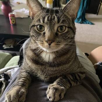 Rescue American Shorthair Cats for Adoption in Gaithersburg, Maryland - Barry | PetCurious