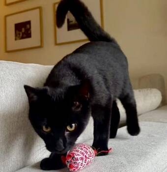 Rescue Domestic Short Hair Cats for Adoption in Woodstock, Ontario - Louis | PetCurious