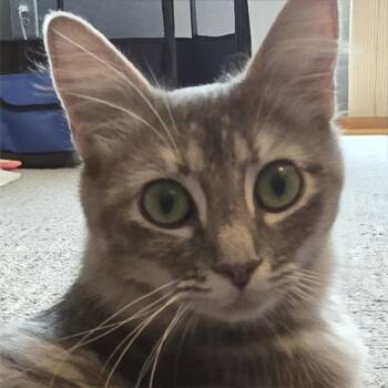 Blossom -  Domestic Medium Hair Cat for Adoption in Cumming, Georgia - Blossom | PetCurious