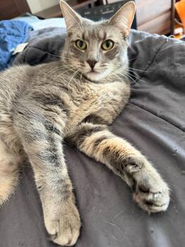 Domestic Short Hair Cats Available for Adoption in New York, New York - Bonnie | PetCurious