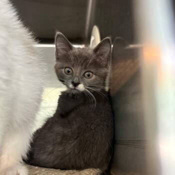 Chapman -  Domestic Short Hair Cat for Adoption in Huntington, West Virginia - Chapman | PetCurious