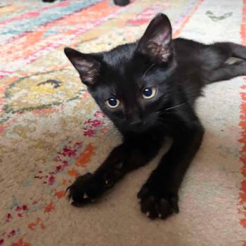 Ezra N. — A Kitten Who Loves to Be Near You -  American Shorthair Cat for Adoption in New York, New York - Ezra N. — A Kitten Who Loves To Be Near You | PetCurious