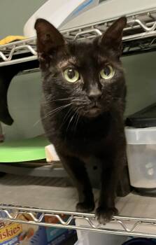 Oreo -  Domestic Short Hair Cat for Adoption in Dublin, Ohio - Oreo | PetCurious