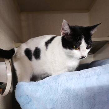 Domestic Short Hair Cats Available for Adoption in St. Cloud, Florida - Eva | PetCurious