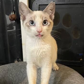Casper -  Domestic Short Hair and Siamese Cat for Adoption in Wahiawa, Hawaii - Casper | PetCurious