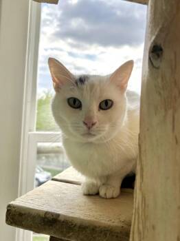 Domestic Short Hair Cats Available for Adoption in Chicago, Illinois - Gyoza | PetCurious