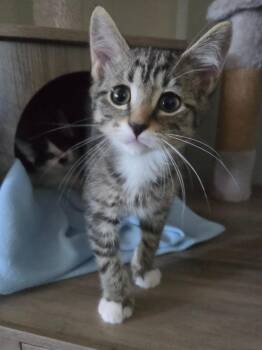 Cyclops -  Domestic Short Hair Cat for Adoption in Liverpool, New York - Cyclops | PetCurious
