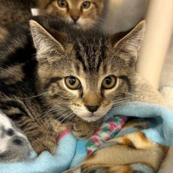Domestic Short Hair Cats Available for Adoption - Marucci | PetCurious