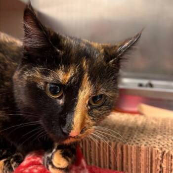 Tanya -  Domestic Short Hair Cat for Adoption in Des Moines, Iowa - Tanya | PetCurious
