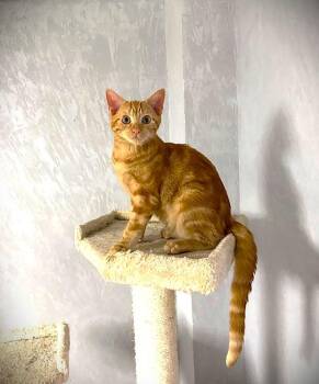 Rescue American Shorthair Cats for Adoption - Coral | PetCurious