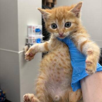 Miami -  Domestic Short Hair Cat for Adoption in Columbiana, Alabama - Miami | PetCurious