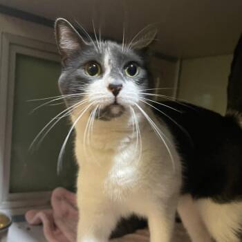 Tilly -  Domestic Long Hair Cat for Adoption in Walden, New York - Tilly | PetCurious