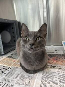 Domestic Short Hair Cats Available for Adoption in Corpus Christi, Texas - DREW | PetCurious