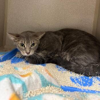 Domestic Short Hair Cats Available for Adoption - Tate - Working Cat | PetCurious