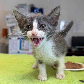 Hippee 27 -  Domestic Short Hair Cat for Adoption in Austin, Texas - Hippee 27 | PetCurious