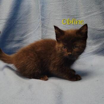 Domestic Short Hair Cats Available for Adoption in Parkersburg, West Virginia - Obline | PetCurious