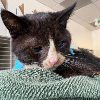 Domestic Short Hair Cats Available for Adoption in Redwood City, California - Skull Kid (grey Collar) | PetCurious
